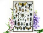 Echte exotische Insekten - Einzelstück - im 3D XL-Schaukasten - Wandbild 1-A-XL-15