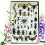 Echte exotische Insekten - Einzelstück - im 3D XL-Schaukasten - Wandbild 1-A-XL-15