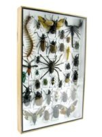 Echte exotische Insekten - Einzelstück - im 3D XL-Schaukasten - Wandbild 1-A-XL-15 – Bild 3