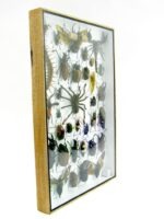 Echte exotische Insekten - Einzelstück - im 3D XL-Schaukasten - Wandbild 1-A-XL-15 – Bild 4