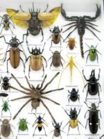 Echte exotische Insekten - Einzelstück - im 3D XL-Schaukasten - Wandbild 1-A-XL-15 – Bild 5