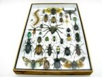 Echte exotische Insekten - Einzelstück - im 3D XL-Schaukasten - Wandbild 1-A-XL-15 – Bild 6