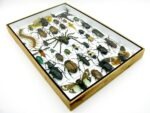 Echte exotische Insekten - Einzelstück - im 3D XL-Schaukasten - Wandbild 1-A-XL-15 – Bild 7