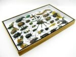 Echte exotische Insekten - Einzelstück - im 3D XL-Schaukasten - Wandbild 1-A-XL-15 – Bild 8