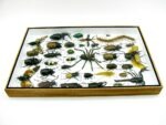 Echte exotische Insekten - Einzelstück - im 3D XL-Schaukasten - Wandbild 1-A-XL-15 – Bild 9