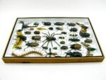 Echte exotische Insekten - Einzelstück - im 3D XL-Schaukasten - Wandbild 1-A-XL-15 – Bild 10