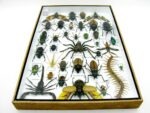 Echte exotische Insekten - Einzelstück - im 3D XL-Schaukasten - Wandbild 1-A-XL-15 – Bild 11