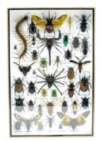 Echte exotische Insekten - Einzelstück - im 3D XL-Schaukasten - Wandbild 2-A-XL-16 – Bild 2
