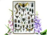 Echte exotische Insekten - Einzelstück - im 3D XL-Schaukasten - Wandbild 2-A-XL-16
