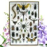 Echte exotische Insekten - Einzelstück - im 3D XL-Schaukasten - Wandbild 2-A-XL-16