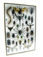 Echte exotische Insekten - Einzelstück - im 3D XL-Schaukasten - Wandbild 2-A-XL-16 – Bild 3