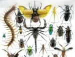Echte exotische Insekten - Einzelstück - im 3D XL-Schaukasten - Wandbild 2-A-XL-16 – Bild 5