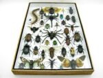 Echte exotische Insekten - Einzelstück - im 3D XL-Schaukasten - Wandbild 2-A-XL-16 – Bild 6