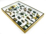 Echte exotische Insekten - Einzelstück - im 3D XL-Schaukasten - Wandbild 2-A-XL-16 – Bild 7