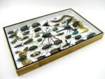 Echte exotische Insekten - Einzelstück - im 3D XL-Schaukasten - Wandbild 2-A-XL-16 – Bild 8