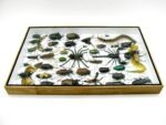 Echte exotische Insekten - Einzelstück - im 3D XL-Schaukasten - Wandbild 2-A-XL-16 – Bild 9
