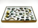 Echte exotische Insekten - Einzelstück - im 3D XL-Schaukasten - Wandbild 2-A-XL-16 – Bild 10
