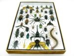 Echte exotische Insekten - Einzelstück - im 3D XL-Schaukasten - Wandbild 2-A-XL-16 – Bild 11