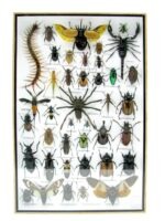 Echte exotische Insekten - Einzelstück - im 3D XL-Schaukasten - Wandbild 2-A-XL-17 – Bild 2