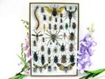 Echte exotische Insekten - Einzelstück - im 3D XL-Schaukasten - Wandbild 2-A-XL-17