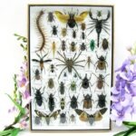 Echte exotische Insekten - Einzelstück - im 3D XL-Schaukasten - Wandbild 2-A-XL-17