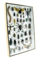 Echte exotische Insekten - Einzelstück - im 3D XL-Schaukasten - Wandbild 2-A-XL-17 – Bild 3
