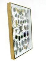 Echte exotische Insekten - Einzelstück - im 3D XL-Schaukasten - Wandbild 2-A-XL-17 – Bild 4