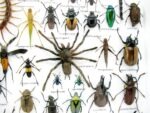 Echte exotische Insekten - Einzelstück - im 3D XL-Schaukasten - Wandbild 2-A-XL-17 – Bild 5