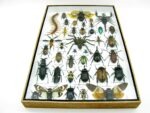 Echte exotische Insekten - Einzelstück - im 3D XL-Schaukasten - Wandbild 2-A-XL-17 – Bild 6