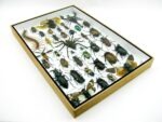 Echte exotische Insekten - Einzelstück - im 3D XL-Schaukasten - Wandbild 2-A-XL-17 – Bild 7