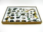 Echte exotische Insekten - Einzelstück - im 3D XL-Schaukasten - Wandbild 2-A-XL-17 – Bild 9