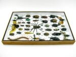 Echte exotische Insekten - Einzelstück - im 3D XL-Schaukasten - Wandbild 2-A-XL-17 – Bild 10