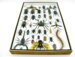 Echte exotische Insekten - Einzelstück - im 3D XL-Schaukasten - Wandbild 2-A-XL-17 – Bild 11