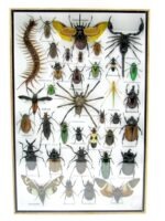 Echte exotische Insekten - Einzelstück - im 3D XL-Schaukasten - Wandbild 4-A-XL-18 – Bild 2