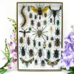 Echte exotische Insekten - Einzelstück - im 3D XL-Schaukasten - Wandbild 4-A-XL-18