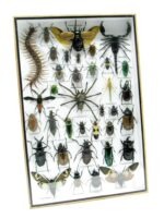 Echte exotische Insekten - Einzelstück - im 3D XL-Schaukasten - Wandbild 4-A-XL-18 – Bild 3