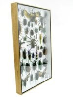 Echte exotische Insekten - Einzelstück - im 3D XL-Schaukasten - Wandbild 4-A-XL-18 – Bild 4