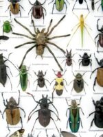 Echte exotische Insekten - Einzelstück - im 3D XL-Schaukasten - Wandbild 4-A-XL-18 – Bild 5