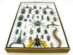 Echte exotische Insekten - Einzelstück - im 3D XL-Schaukasten - Wandbild 4-A-XL-18 – Bild 11