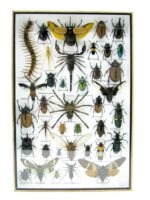 Echte exotische Insekten - Einzelstück - im 3D XL-Schaukasten - Wandbild 3-A-XL-19 – Bild 2