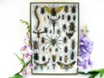 Echte exotische Insekten - Einzelstück - im 3D XL-Schaukasten - Wandbild 3-A-XL-19