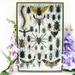 Echte exotische Insekten - Einzelstück - im 3D XL-Schaukasten - Wandbild 3-A-XL-19