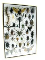 Echte exotische Insekten - Einzelstück - im 3D XL-Schaukasten - Wandbild 3-A-XL-19 – Bild 3