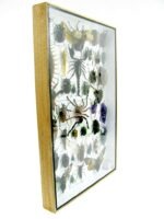 Echte exotische Insekten - Einzelstück - im 3D XL-Schaukasten - Wandbild 3-A-XL-19 – Bild 4