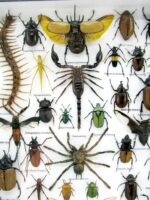 Echte exotische Insekten - Einzelstück - im 3D XL-Schaukasten - Wandbild 3-A-XL-19 – Bild 5