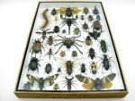 Echte exotische Insekten - Einzelstück - im 3D XL-Schaukasten - Wandbild 3-A-XL-19 – Bild 6