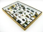Echte exotische Insekten - Einzelstück - im 3D XL-Schaukasten - Wandbild 3-A-XL-19 – Bild 7