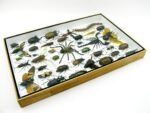 Echte exotische Insekten - Einzelstück - im 3D XL-Schaukasten - Wandbild 3-A-XL-19 – Bild 8