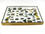 Echte exotische Insekten - Einzelstück - im 3D XL-Schaukasten - Wandbild 3-A-XL-19 – Bild 9