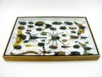 Echte exotische Insekten - Einzelstück - im 3D XL-Schaukasten - Wandbild 3-A-XL-19 – Bild 10